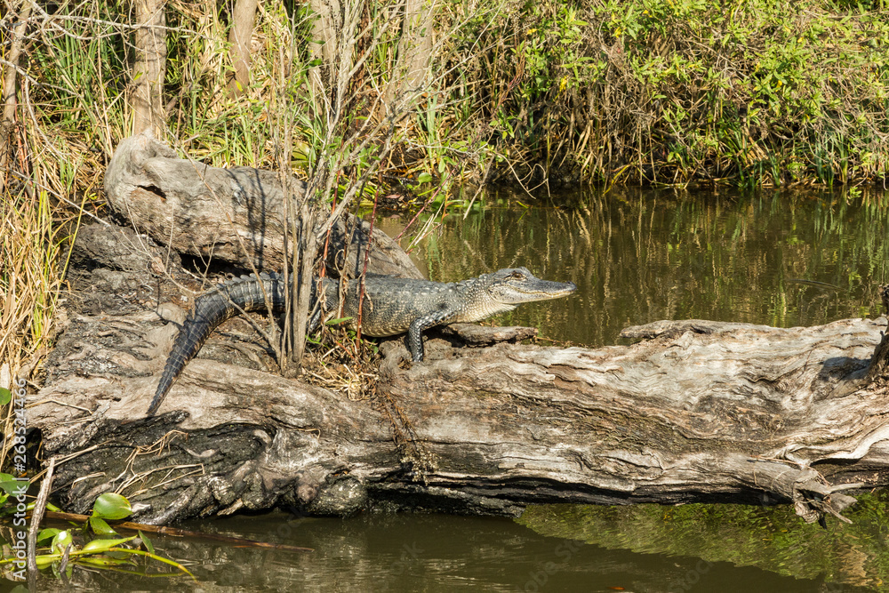 Alligator at rest on fallen tree log deep in the Louisiana bayou Alligator at rest on fallen tree log deep in the Louisiana bayou