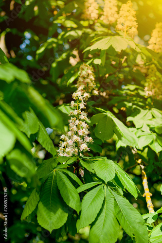 Branch chestnut closeup. White chestnut flowers photographed against the background of lush green leaves