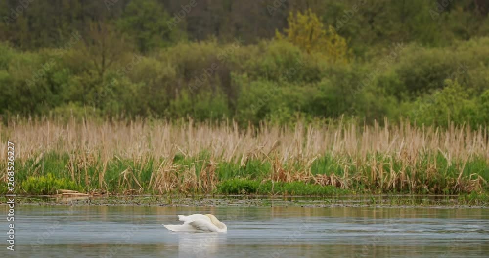 Fauna Of Belarus. White Mute Swans Or Cygnus Olor Swiming In River Pond Lake In Spring Season Fauna Of Belarus. White Mute Swans Or Cygnus Olor Swiming In River Pond Lake In Spring Season