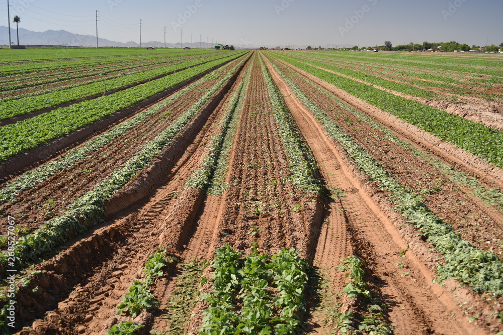 Arizona harvest of radish field Arizona harvest of radish field