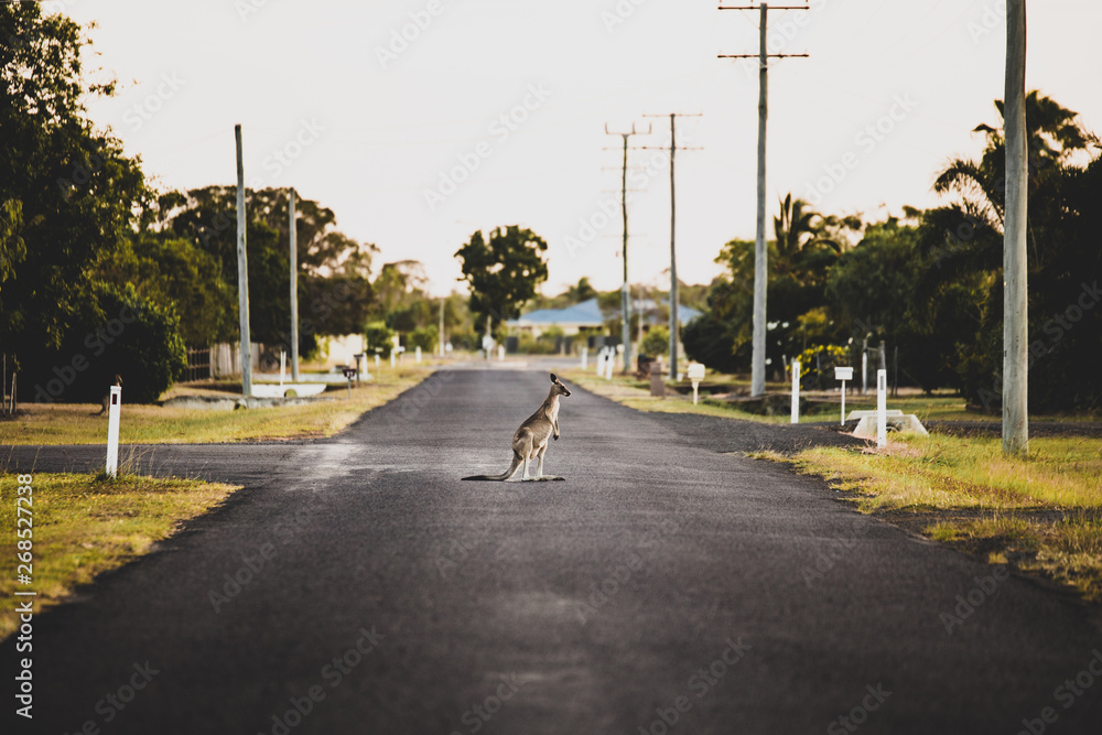 Canguro en Australia