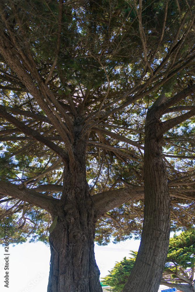 Fototapeta premium Natural and animals in Phillip Island
