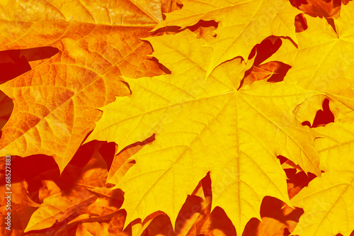 Wallpaper Mural autumn landscape with bright colorful foliage. Indian summer. Torontodigital.ca