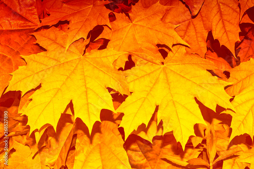 Wallpaper Mural autumn landscape with bright colorful foliage. Indian summer. Torontodigital.ca