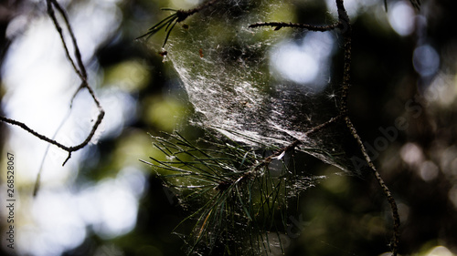 spider webs on the branches