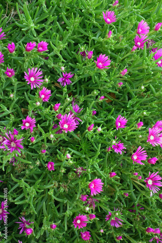 Beautiful Close up Portulaca flowers in the garden      