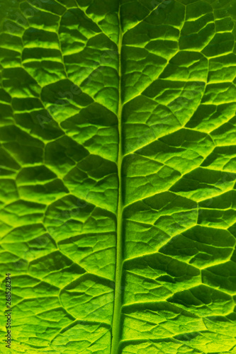 Green leaves highlighted by the sun. The plant has a beautiful structure. Macro.