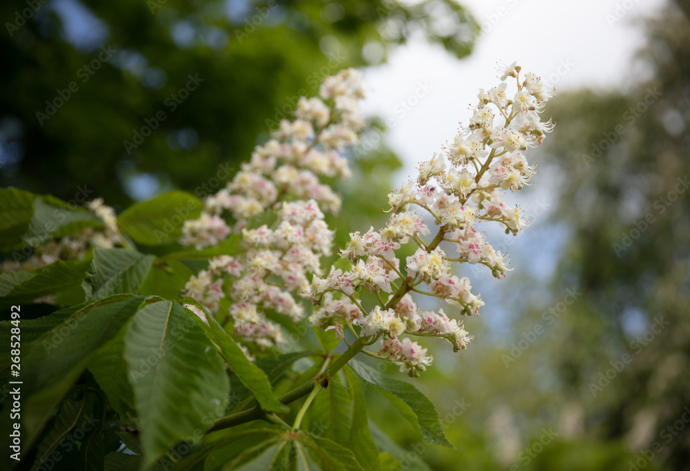 Horse-chesnut flowers Horse-chesnut flowers