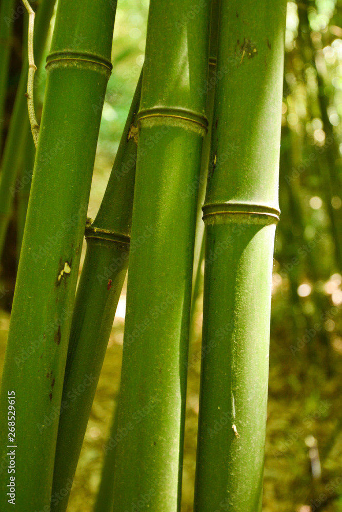 bamboo, young, stem, grows, green, park, grove, bamboo, young, stem, grows, green, park, grove,