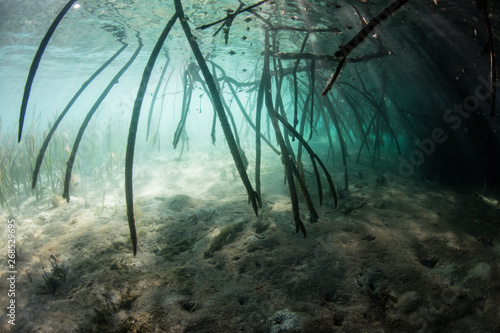 Sunlight filters down into a dark mangrove forest growing in Komodo National Park, Indonesia. This tropical area is known for its incredible marine biodiversity as well as its infamous dragons. 