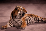 a circus tiger lies at arena and grins