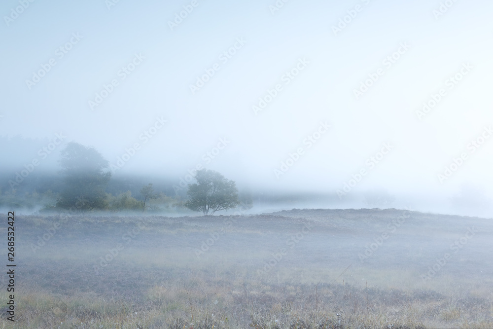 tree and hills in dense fog