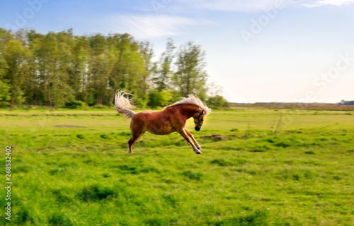 galloping horse on pasture