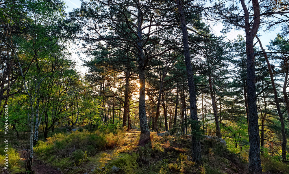 Trois pignons forest sunrise in Île de France Trois pignons forest sunrise in Île de France
