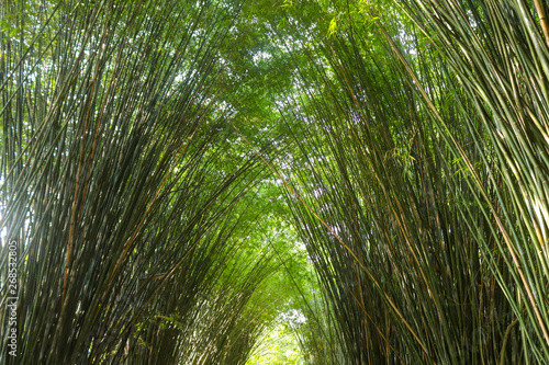 Fototapeta Naklejka Na Ścianę i Meble -  Bamboo tunnel