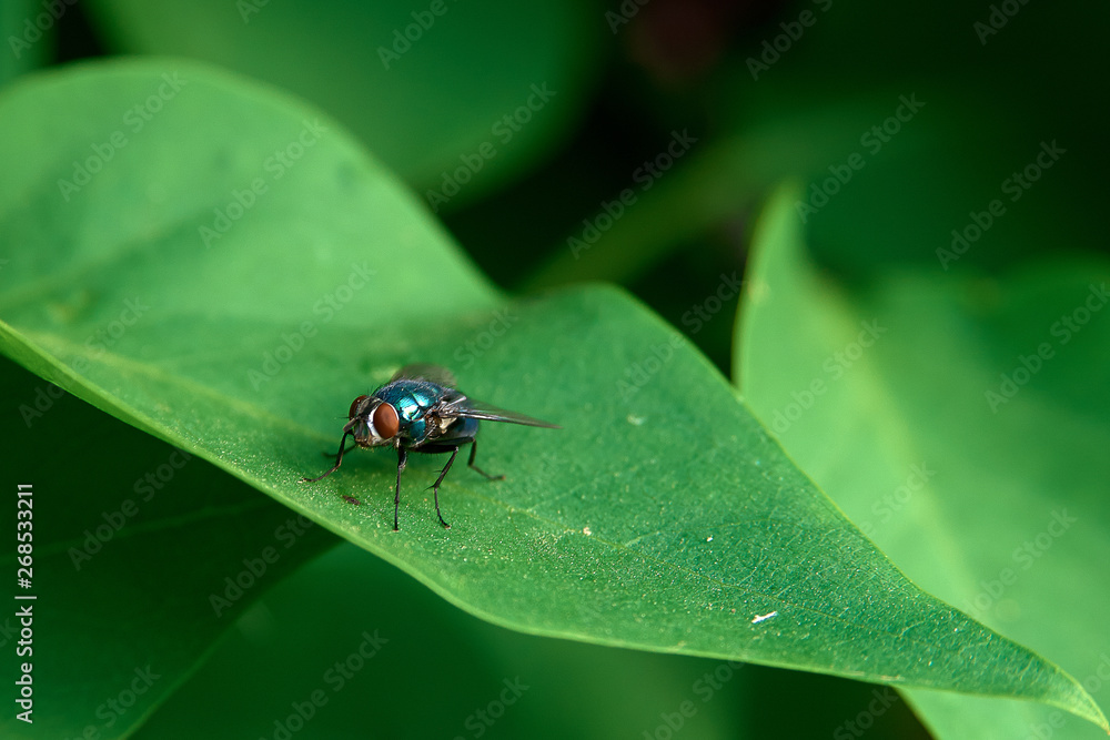 fly on a green leaf, nature fly on a green leaf, nature