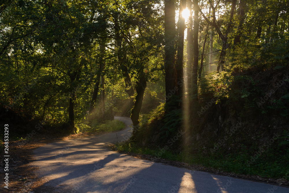 Fototapeta premium rays of the sun shining through the foliage of trees on the road in the forest