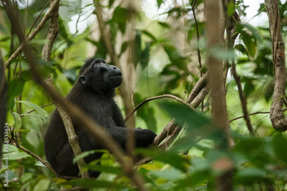 Fototapeta premium Celebes crested macaque on the branch of the tree. Close up portrait. Endemic black crested macaque or the black ape. Natural habitat. Unique mammals in Tangkoko National Park,Sulawesi. Indonesia