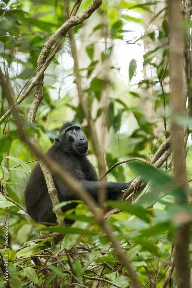 Fototapeta premium Celebes crested macaque on the branch of the tree. Close up portrait. Endemic black crested macaque or the black ape. Natural habitat. Unique mammals in Tangkoko National Park,Sulawesi. Indonesia