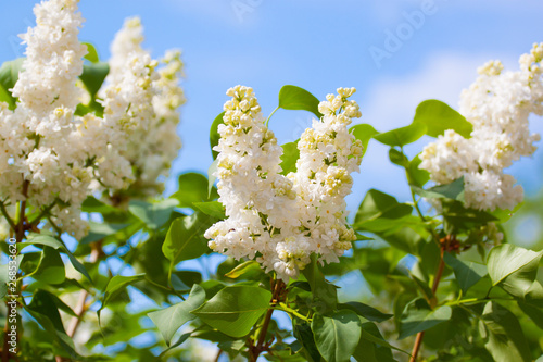 White lilac blue sky background.