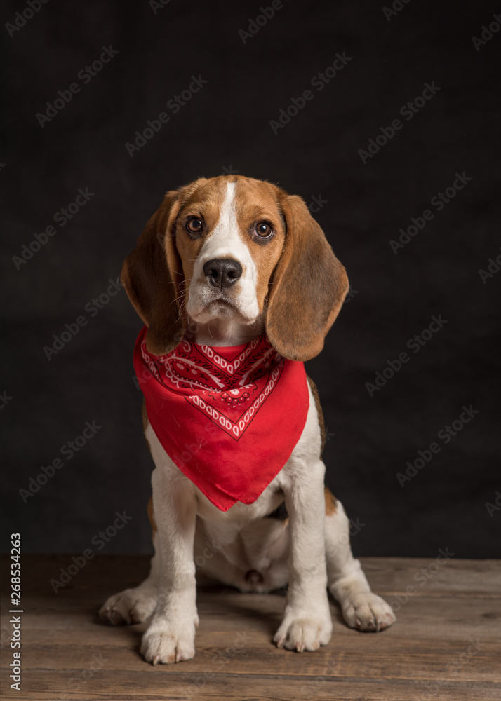 Portrait of beagle dog wearing red bandana sitting on wooden floor behind black background