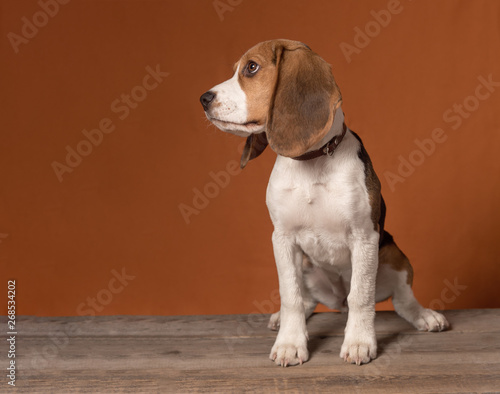Cute little beagle puppy sitting on a orange background. Copy space