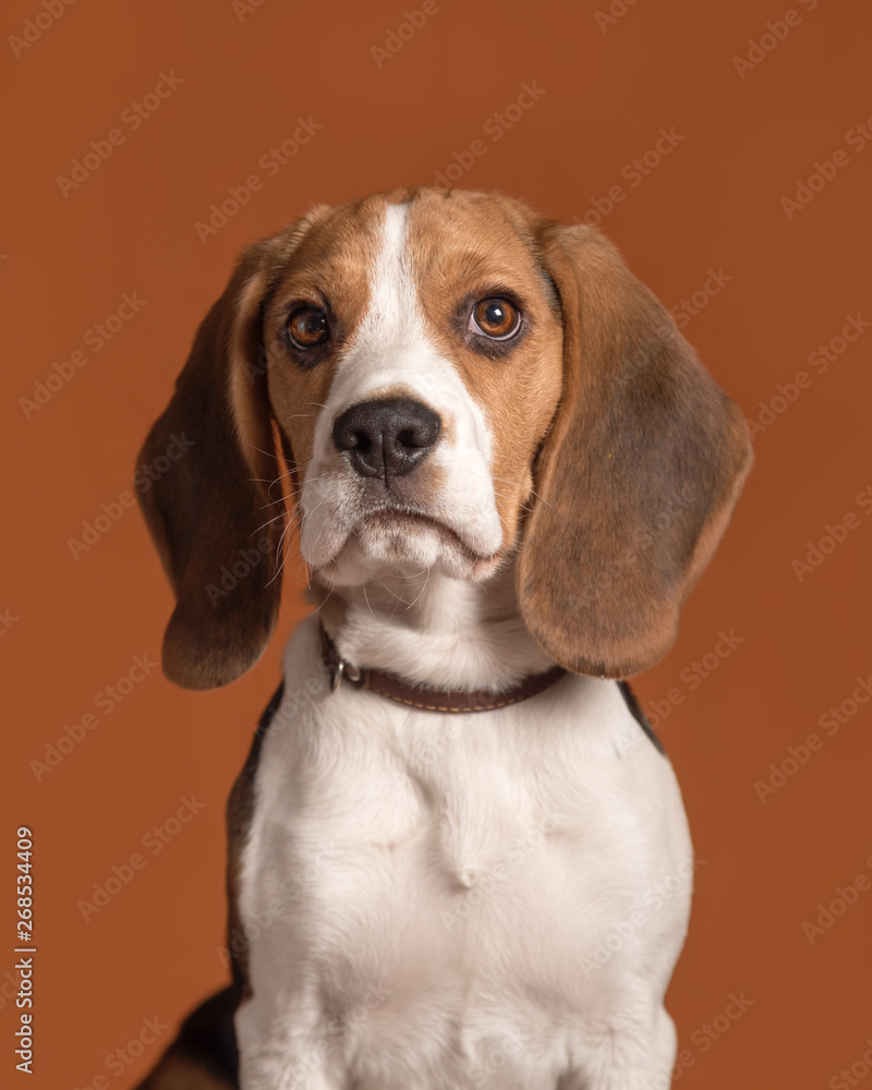 Portrait of cute little beagle puppy sitting on a orange background