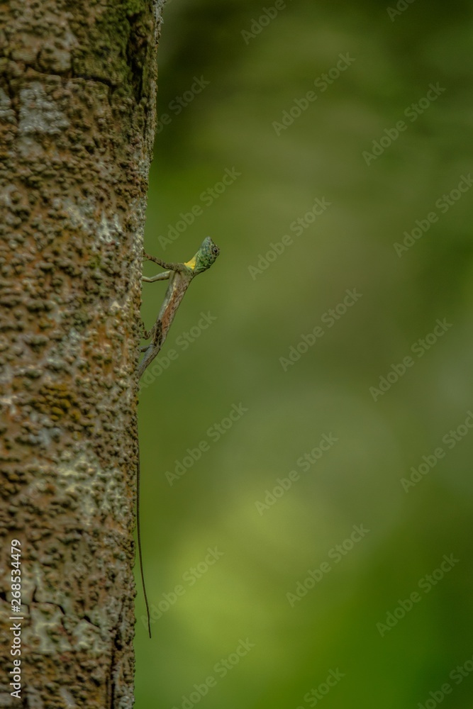 Draco volans, the common flying dragon on the tree in Tangkoko National Park, Sulawesi, is a species of lizard endemic to Southeast Asia. lizard in wild nature, beautiful colorful lizard Draco volans, the common flying dragon on the tree in Tangkoko National Park, Sulawesi, is a species of lizard endemic to Southeast Asia. lizard in wild nature, beautiful colorful lizard