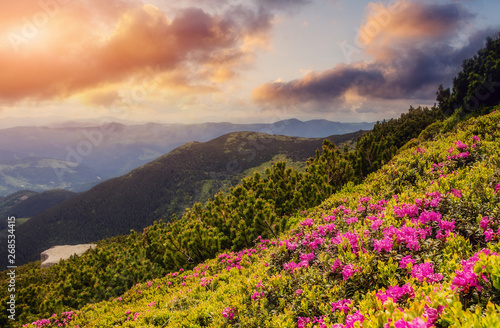 Awesome alpine highlands in sunset. Amazing pink rhododendron flowers on summer mountain under sunlight.