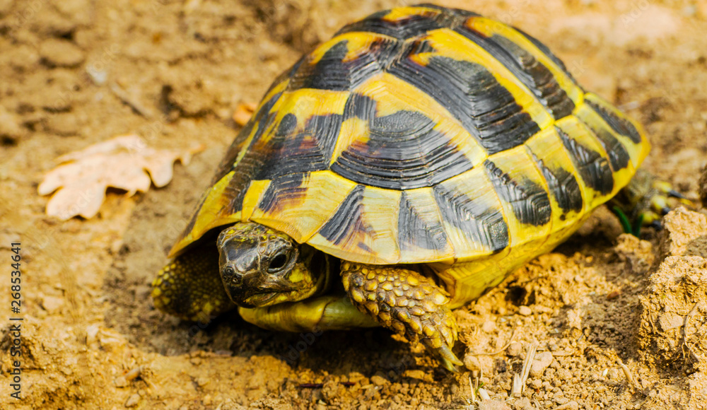 Beautiful turtle in the wild - close up view Beautiful turtle in the wild - close up view