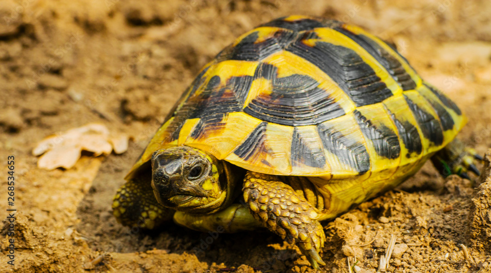 Obraz premium Beautiful turtle in the wild - close up view
