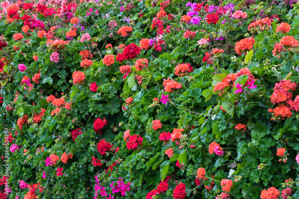 View of geraniums of different colors