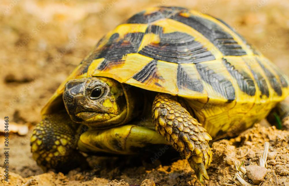 Beautiful turtle in the wild - close up view Beautiful turtle in the wild - close up view