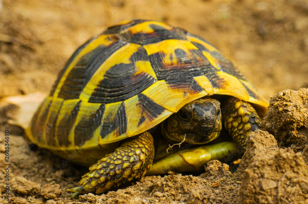 Obraz premium Beautiful turtle in the wild - close up view