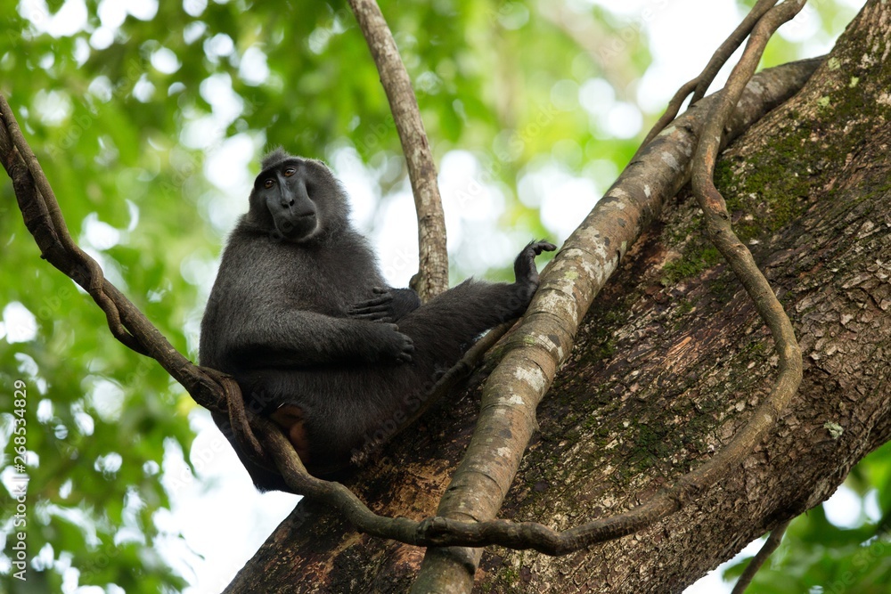 Naklejka premium Celebes crested macaque on the branch of the tree. Close up portrait. Endemic black crested macaque or the black ape. Natural habitat. Unique mammals in Tangkoko National Park,Sulawesi. Indonesia