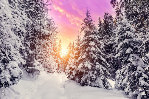 Fantastic winter mountain landscape. overcast colorful clouds, glowing in sunlight. alp trees, of snow covered , under in a warm sunlight. Dramatic wintry scene. Beauty on the world. creative image. © jenyateua