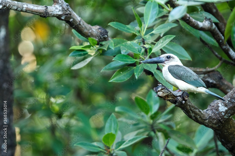 Obraz premium The great-billed kingfisher (Pelargopsis melanorhyncha) perches on a branch in mangrove bush, family Alcedinidae, endemic species to Indonesia, Exotic birding in Asia, Tangkoko national park
