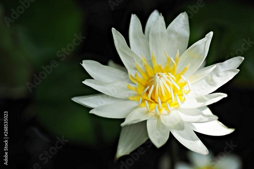 White water lily is blooming in the garden