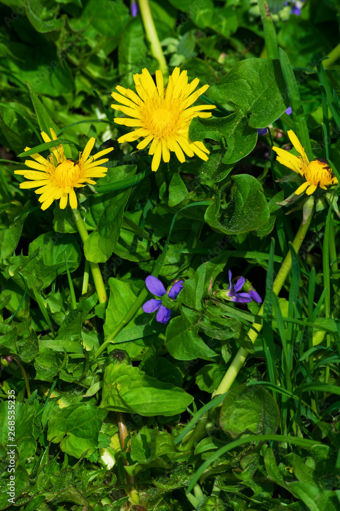 Close up of blooming yellow dandelion flowers (Taraxacum officinale). Macro photo of blossoming yellow dandelions. Close up of blooming yellow dandelion flowers (Taraxacum officinale). Macro photo of blossoming yellow dandelions.