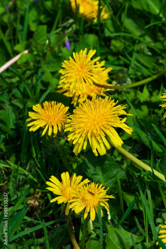 Wallpaper Mural Close up of blooming yellow dandelion flowers (Taraxacum officinale). Macro photo of blossoming yellow dandelions. Torontodigital.ca