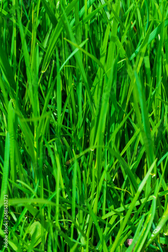 Up close grass texture on a sunny day. Macro photo of green grass texture.