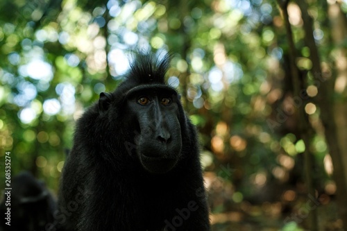 Celebes crested macaque looking into the camera. Close up portrait. Endemic black crested macaque or the black ape. Natural habitat. Unique mammals in Tangkoko National Park,Sulawesi. Indonesia