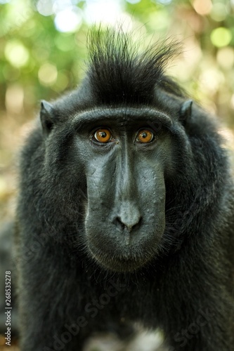 Celebes crested macaque looking into the camera. Close up portrait. Endemic black crested macaque or the black ape. Natural habitat. Unique mammals in Tangkoko National Park,Sulawesi. Indonesia