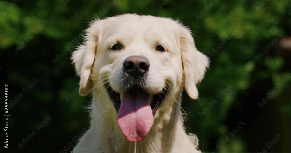 Slow motion close up of a playful pedigreed Golden Retriever dog is looking in the camera with the tongue outside in a green garden in a sunny day. Slow motion close up of a playful pedigreed Golden Retriever dog is looking in the camera with the tongue outside in a green garden in a sunny day.