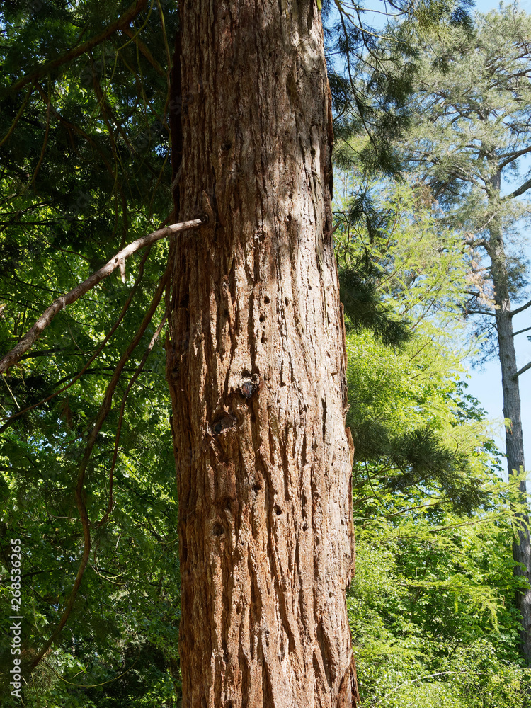 Sequoiadendron giganteum. Tronc de séquoia géant Sequoiadendron giganteum. Tronc de séquoia géant