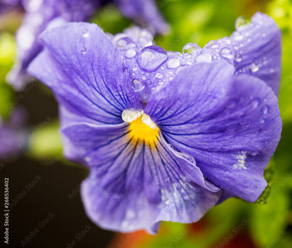 Violet with drops of water