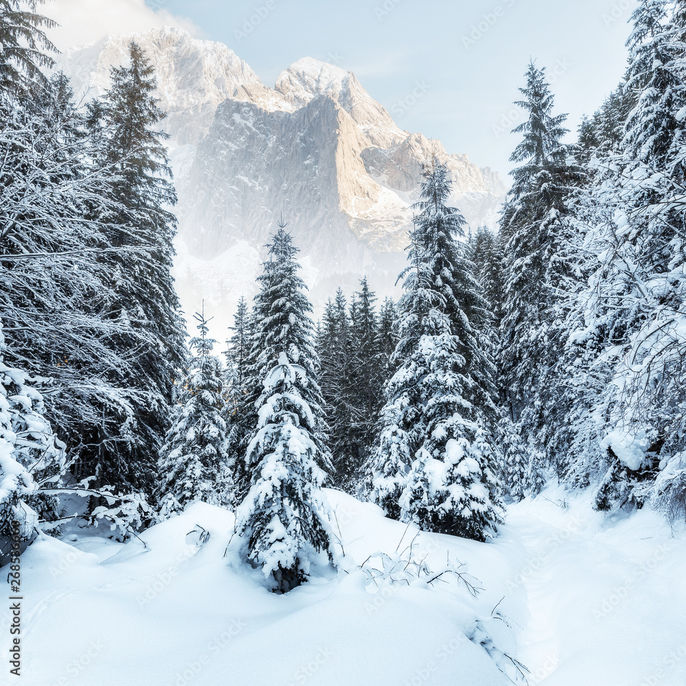 Wonderful wintry landscape. Winter mountain forest. Majestic Mountain on background. creative artistic Colage. Majestic snow capped mountains in the Canadian Rockyes.