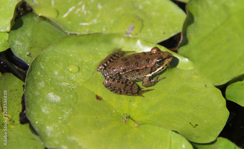 Obraz premium une grenouille