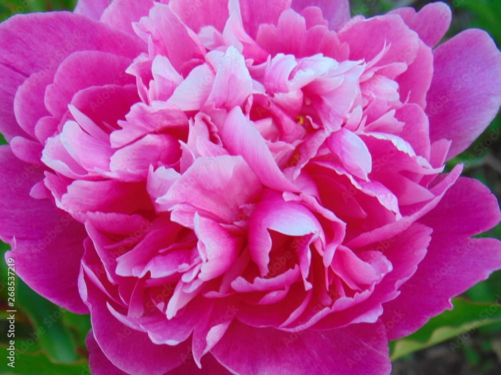 pink peony flower closeup