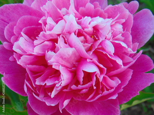 pink peony flower closeup